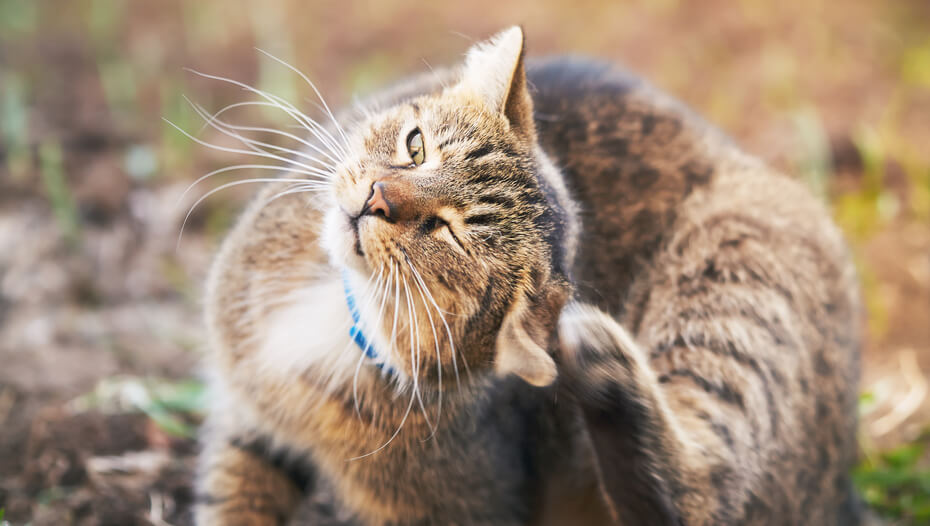 Ear Mites in Cats Symptoms & Treatment Purina